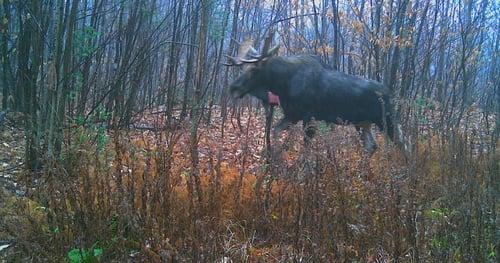 Trouver les sites nourriciers d’orignaux au printemps : une étape essentielle pour tout chasseur québécois