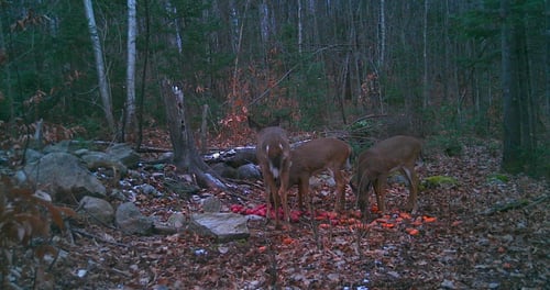 Big Buck Marceau
