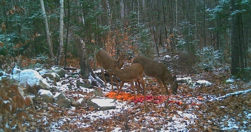 Big Buck Marceau