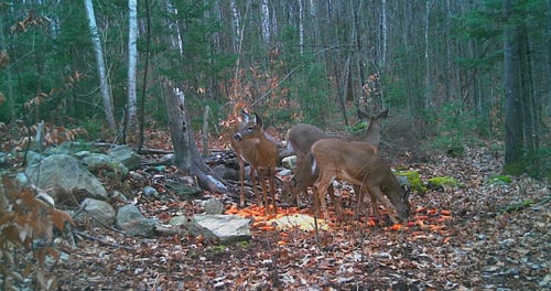 Big Buck Marceau