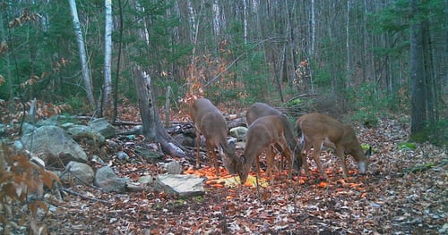Big Buck Marceau