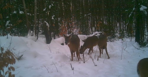 Big Buck Marceau