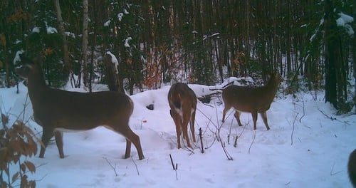 Big Buck Marceau