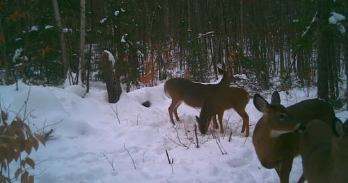 Big Buck Marceau