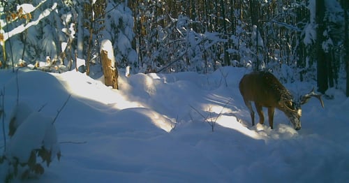 Big Buck Marceau