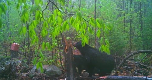 Big Buck Marceau