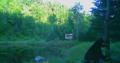 Big Buck Marceau