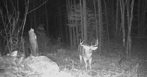 Big Buck Marceau