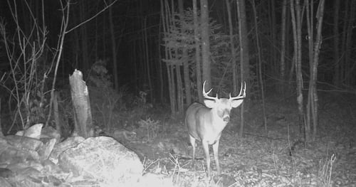 Big Buck Marceau