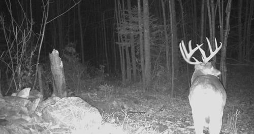 Big Buck Marceau