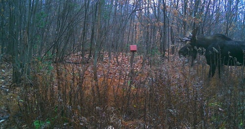 Big Buck Marceau