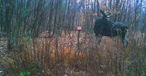 Big Buck Marceau