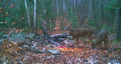 Big Buck Marceau