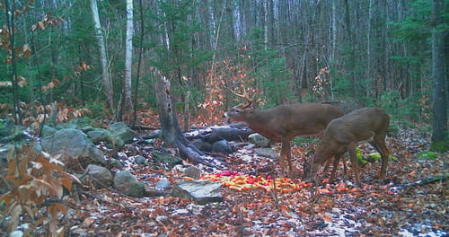 Big Buck Marceau
