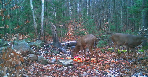 Big Buck Marceau