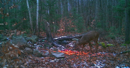 Big Buck Marceau
