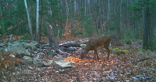 Big Buck Marceau