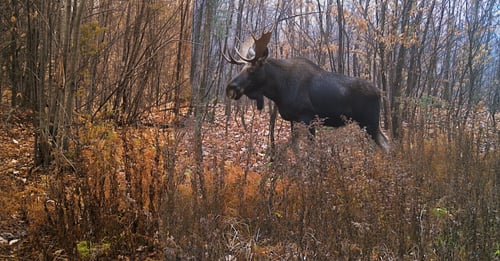 Big Buck Marceau