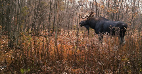 Big Buck Marceau