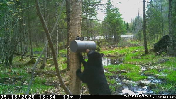 Deuxième ours noir capté par la caméra de surveillance Spypoint sur le site de trappage